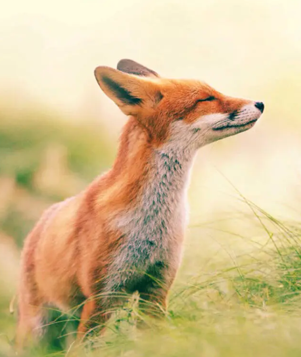 赤狐真的具有魔法吗 百科ta说