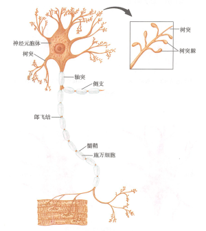 <p>神经元的结构