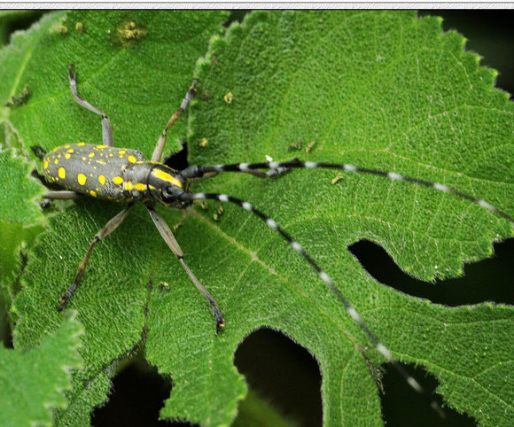  p>一种沟胫天牛亚科生物 /p>