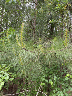 Pinus taeda_百度百科