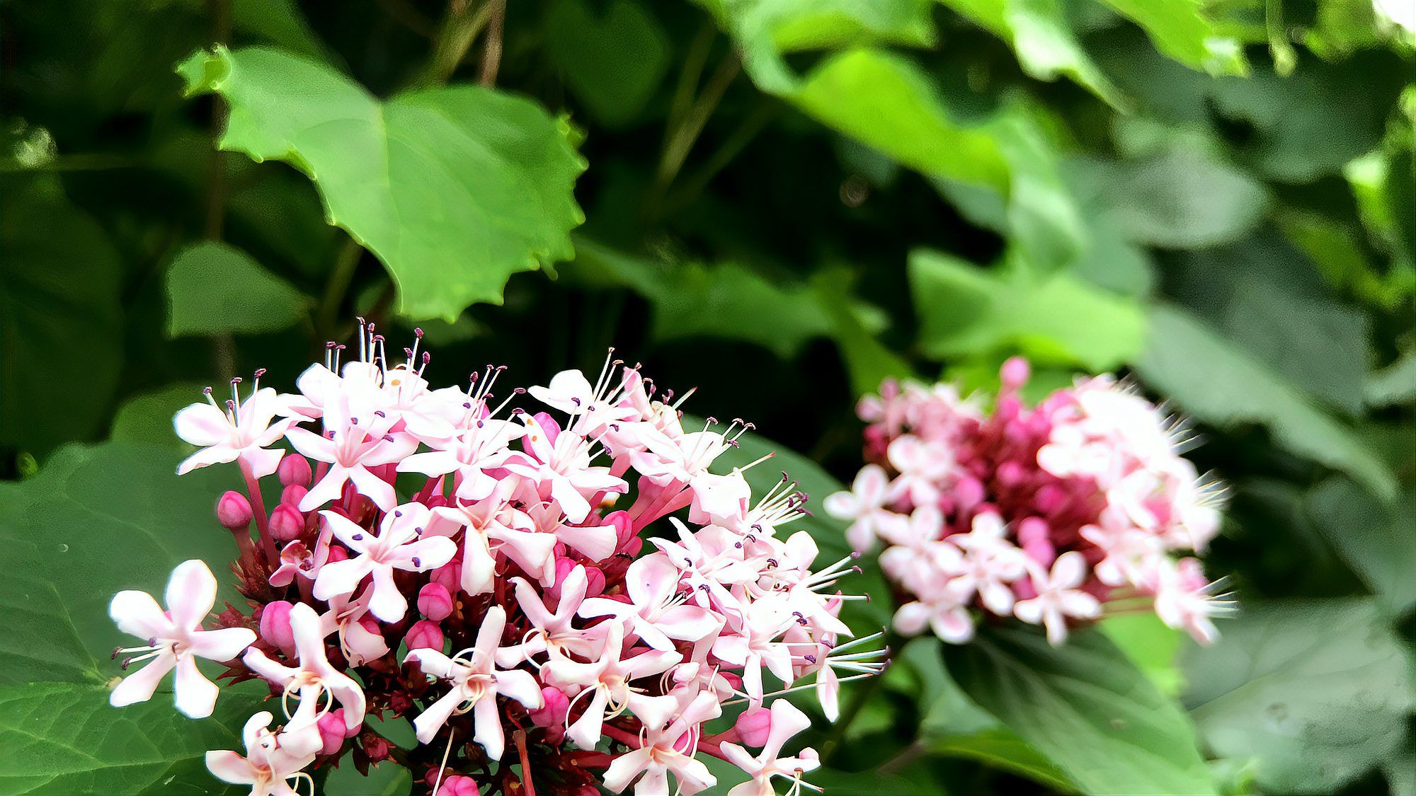 后庭花 马鞭草科大青属植物 百度百科