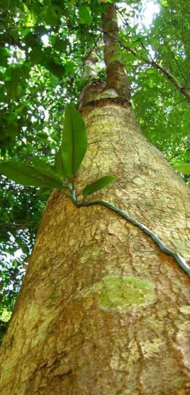 米老排广西172家系