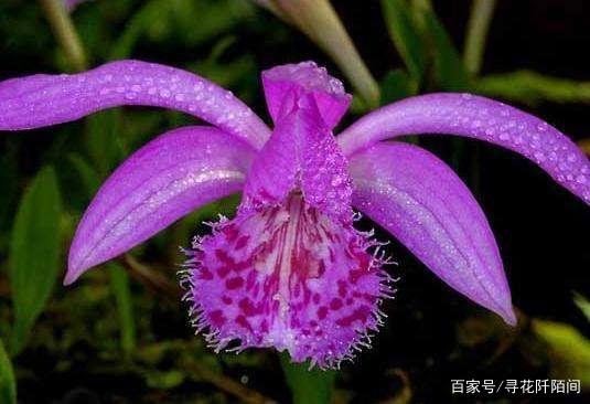 独蒜兰，一种美丽稀有且娇贵的兰花品种，没有种植经验不要轻易养_百科TA说