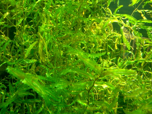  p>菹草(学名: i>potamogeton crispus /i> l.