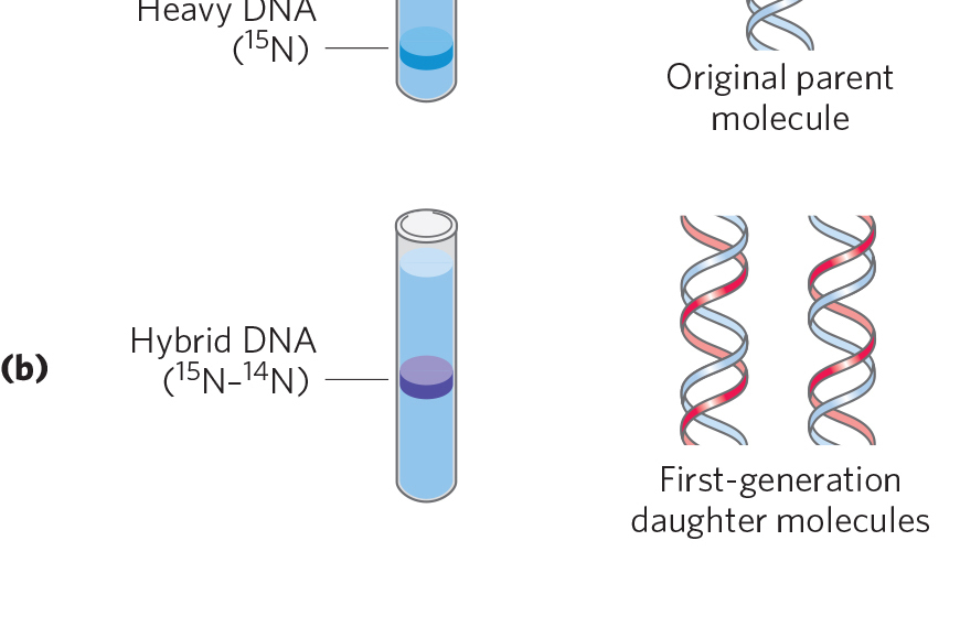  p>米西尔逊-斯塔尔实验(meselson-stahl experiment),1958年来西尔逊