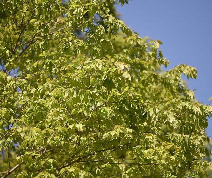  p>大果榉(学名: i>zelkova sinica  /i>schneid)是榆科,榉属乔木