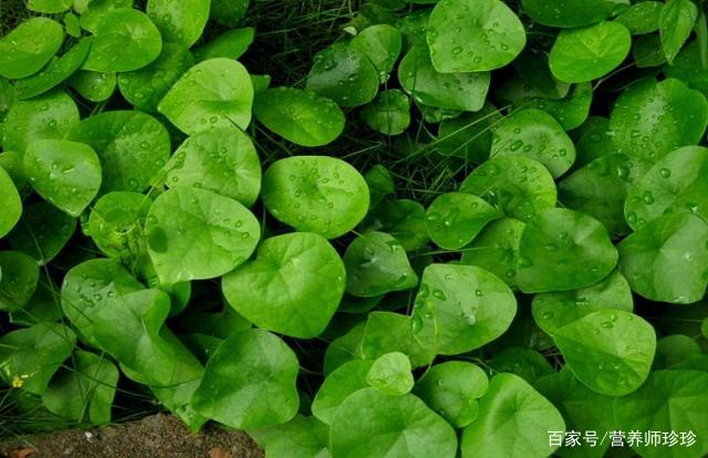 一种植物 被农民称为 金不换 用来煲汤是一绝 遇到不要错过 百科ta说