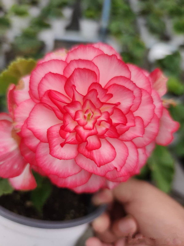 世界名花 球根海棠 观赏价值高 花期超半年 室内也能养好 百科ta说