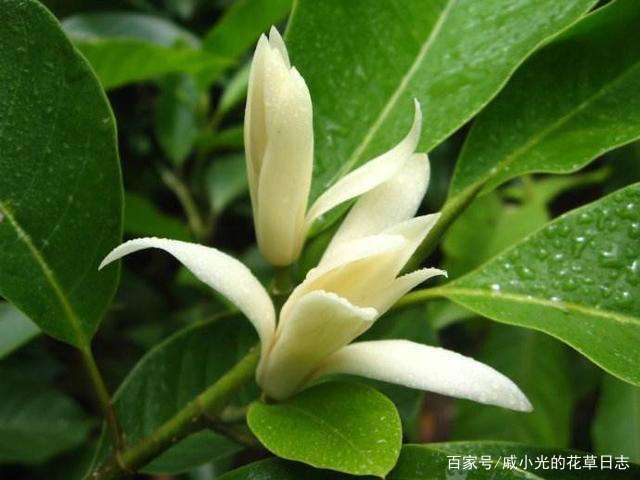 盆栽白兰花，养护注意这些小细节，年年都有花可赏！_百科TA说