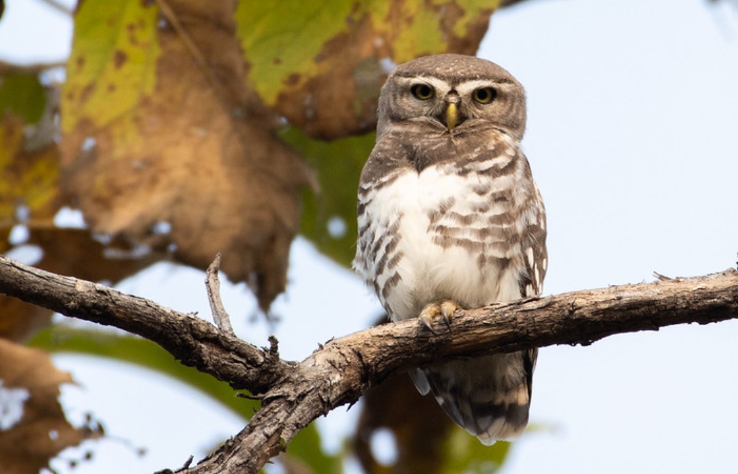  p>林斑小鸮(学名: i>athene blewitti /i>):鸱鸮科小鸮属的一种鸟类.