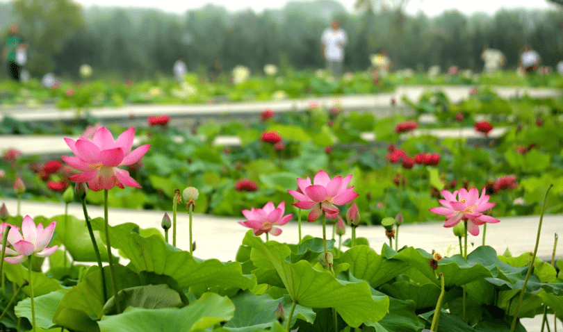 周口荷花节