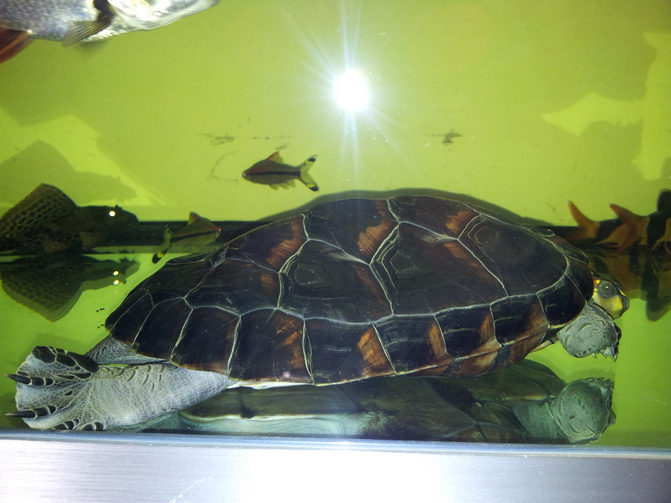 成年个体重约1千克,属中型龟类.