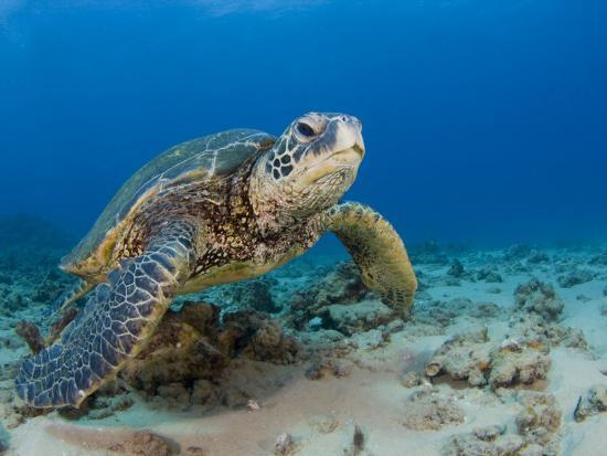 海龟
