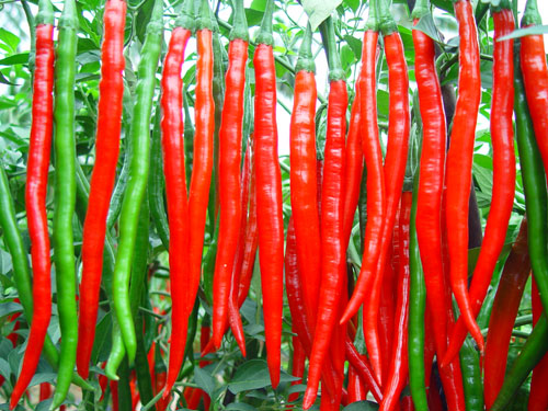 中熟大果型辣椒新组合,于 2000年通过安徽省农作物品种审定委员会审定