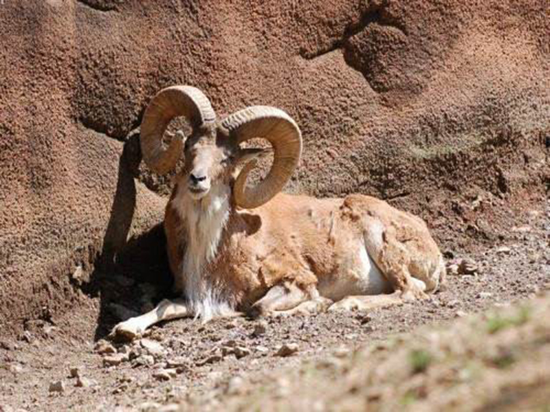  p>维氏盘羊(学名: i>ovis vignei /i>):是偶蹄目,牛科,盘羊属的哺乳