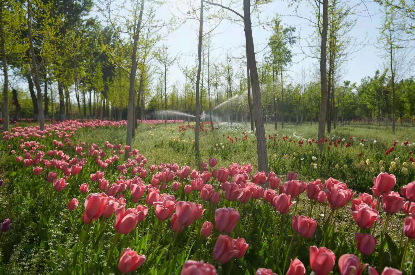 大兴永定河绿色港湾2021郁金香艺术文化节