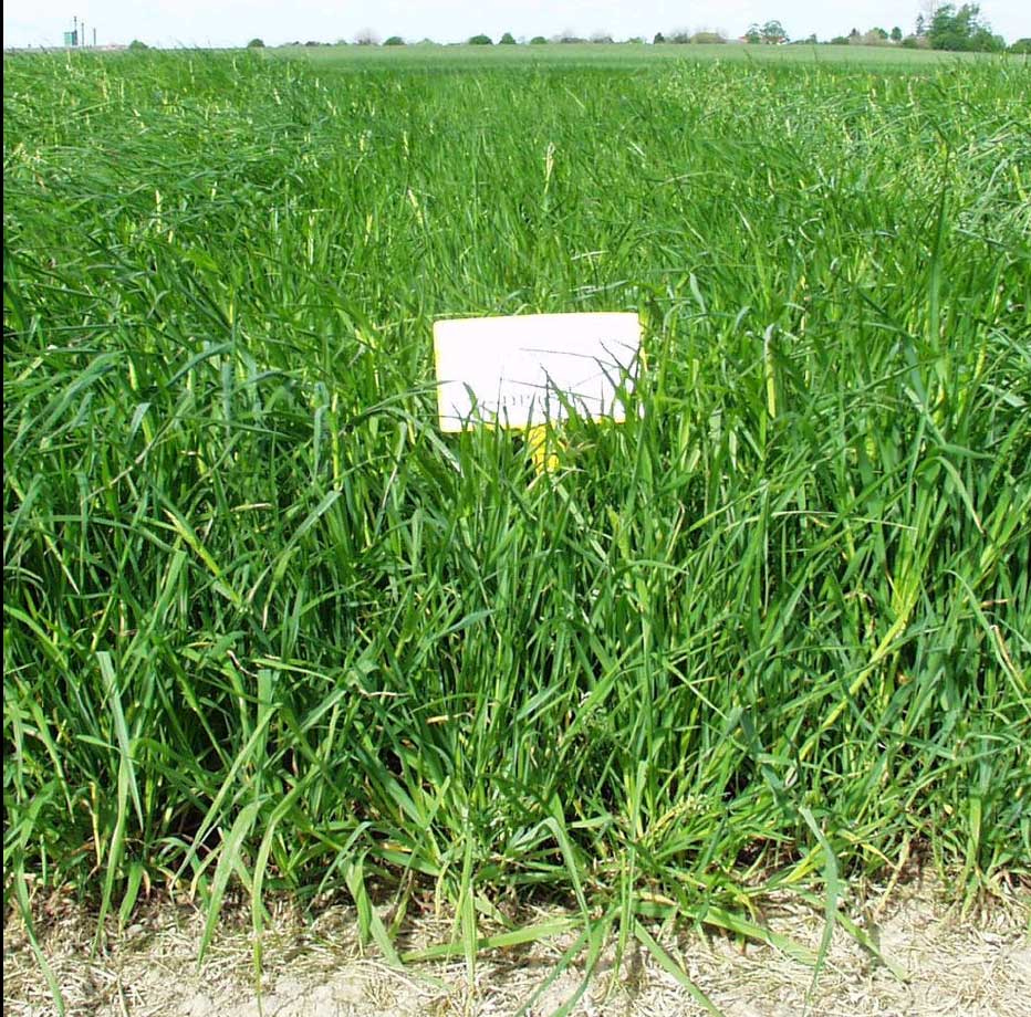  p>鸭茅(学名: i>dactylis glomerata /i> l.