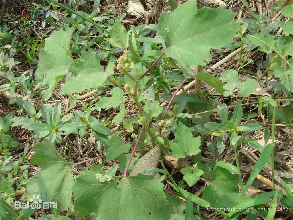  p data-id="gnbl5vejgo">苍耳草产我国南北各地