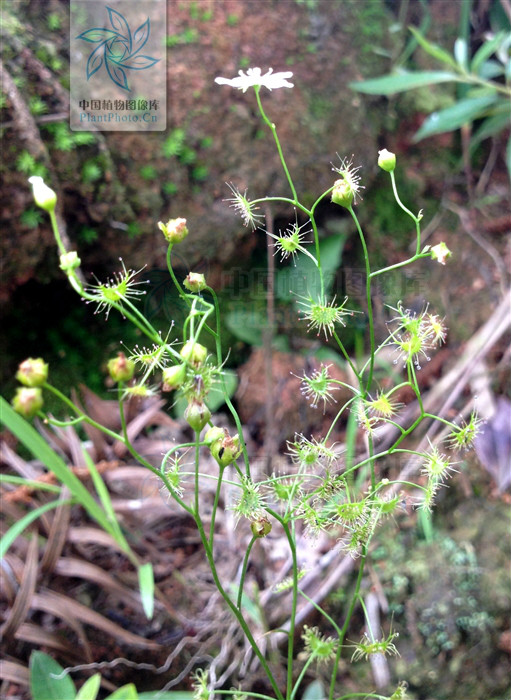 光萼茅膏菜(变种)