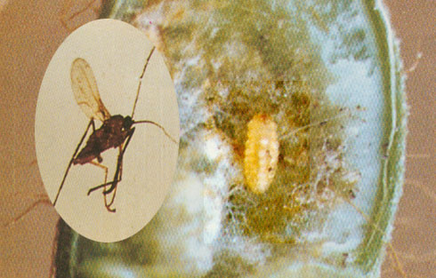  p>昆虫名,为双翅目,瘿蚊科.分布在山东,北京,安徽,江苏,湖南等省市.