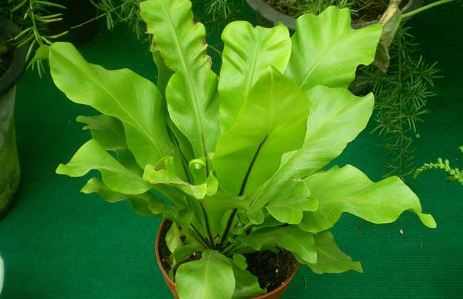  p>巢蕨(学名: i>neottopteris nidus /i> (l.) j. sm.