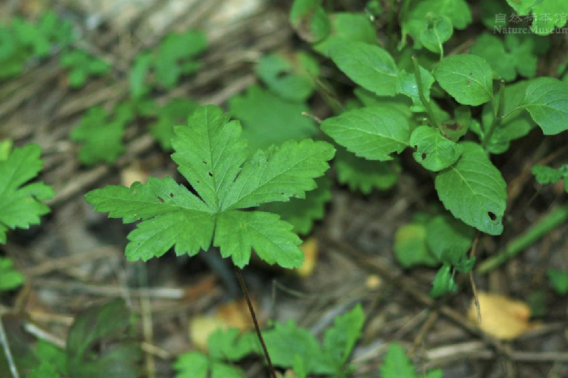 potentilla flagellaris