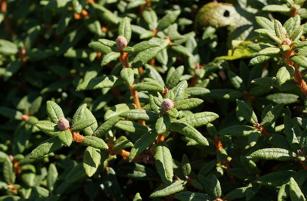 decunbens ait),杜鹃花科,杜香属,变种与原变种的区别在于植株更矮小