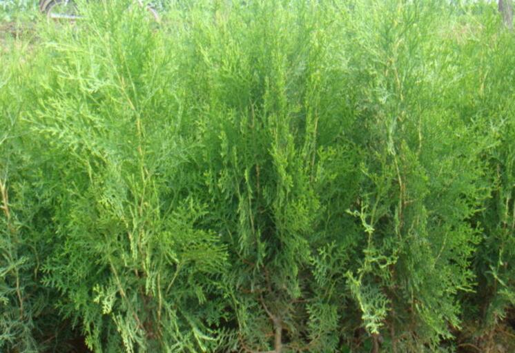  p>侧柏毒蛾( i>parocneria furva /i>&nbsp;leech,1888)属鳞翅目