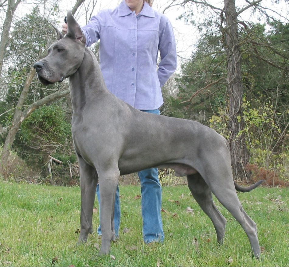  p>大丹犬(great dane)原产于 a href="#" data-lemmaid="147953">