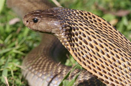  p>菲律宾眼镜蛇(学名:naja philippinensis,英语:philippine cobra)