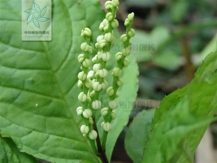 roem et schult ),又名四块瓦,为金粟兰科 a target="_blank" href=