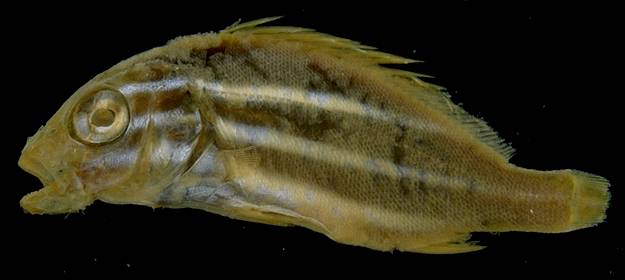 cuvier, 1830) ,别名:打铁婆,属 a href="#">石鲈科 /a>胡椒鲷属的一