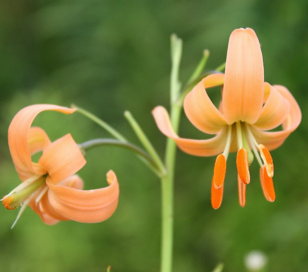 lilium callosum