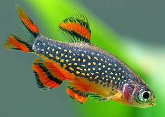  p>灯鱼最初为一类原产于南美洲 a target="_bl