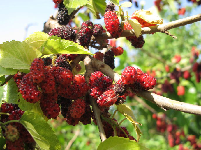 北京大兴古桑国家森林公园