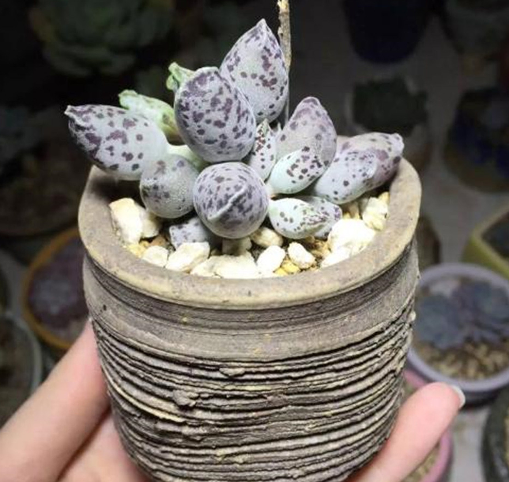  p>库珀天锦章(学名: i>adromischus cooperi  /i>(baker)  a.