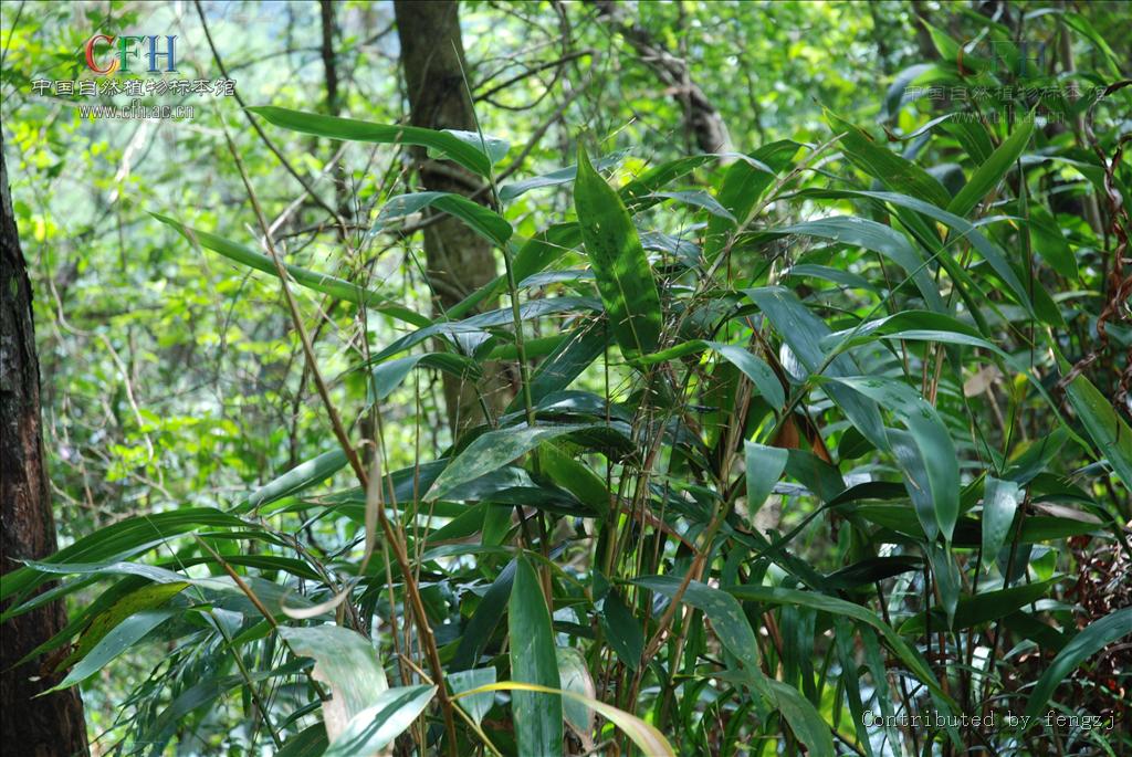 indocalamus /b>  b>sinicus /b> (hance) nakai)是禾本科,箬竹属植物