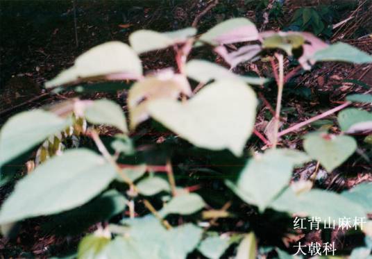 红背山麻杆_百度百科