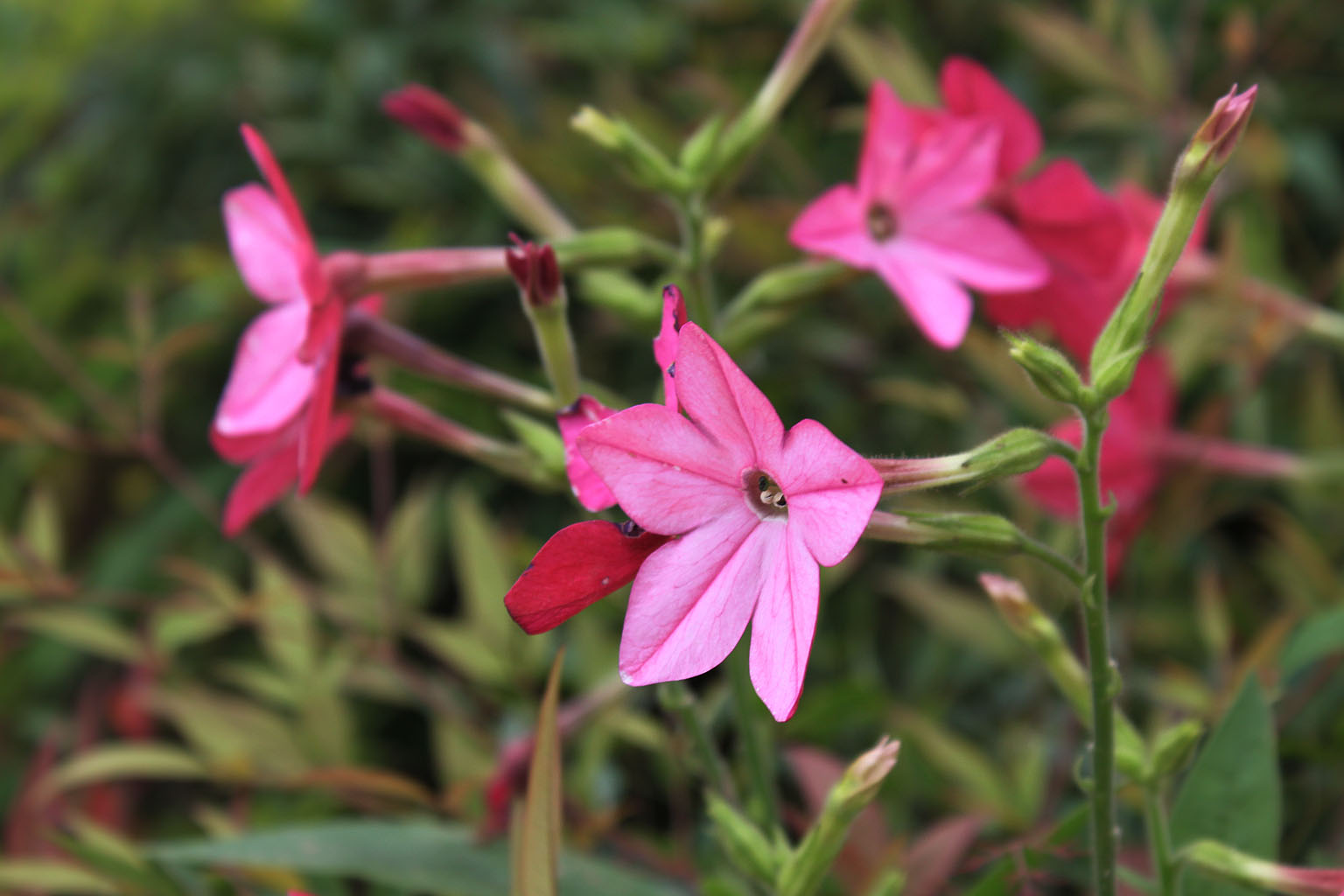 nicotiana sanderae