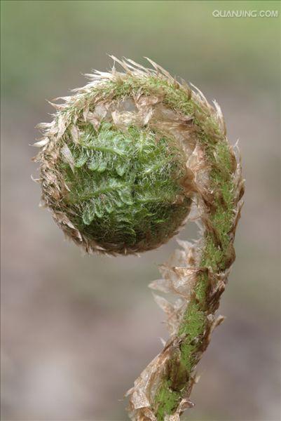  p>欧洲鳞毛蕨( a target="_blank" href="/item/学名">学名 /a>