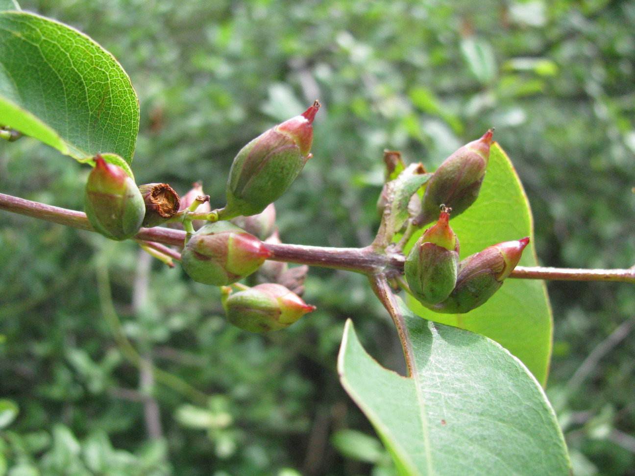  p>&nbsp;黑面神属(学名:breynia j. r. et g. forst.