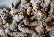 白药-图片资料