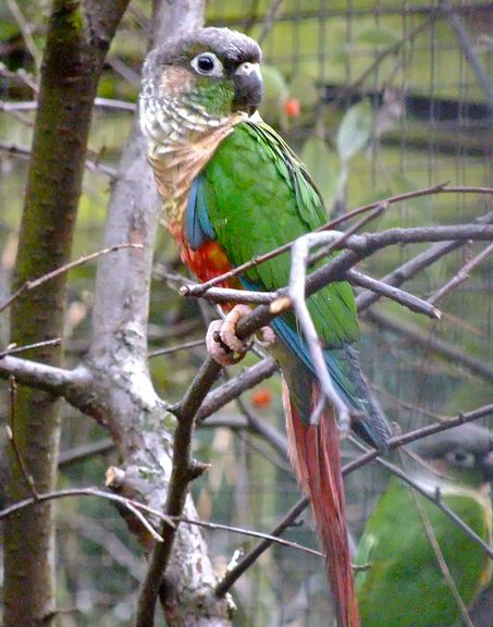  p>暗色锥尾鹦鹉(学名:pyrrhura molinae hypoxantha)是鹦形目,鹦鹉科