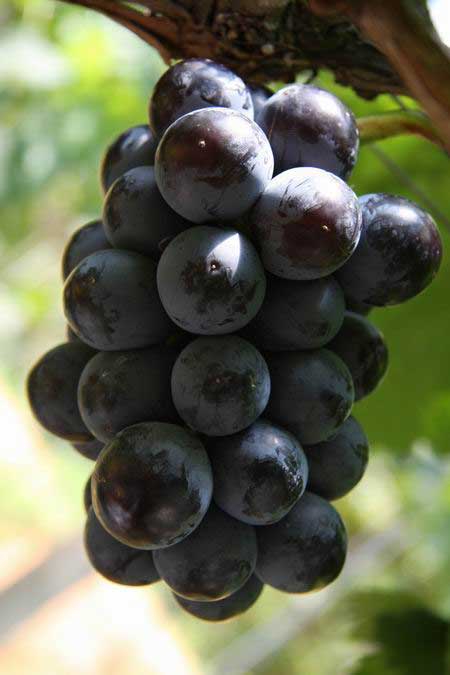 p>黑色甜菜葡萄是日本最新推出的巨大粒极早熟品种,果粒短椭圆形