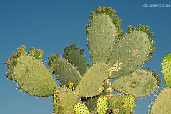 海仙人掌