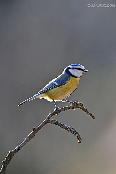  p> a href="#" data-lemmaid="6979791">蓝山雀 /a>(学名: i>