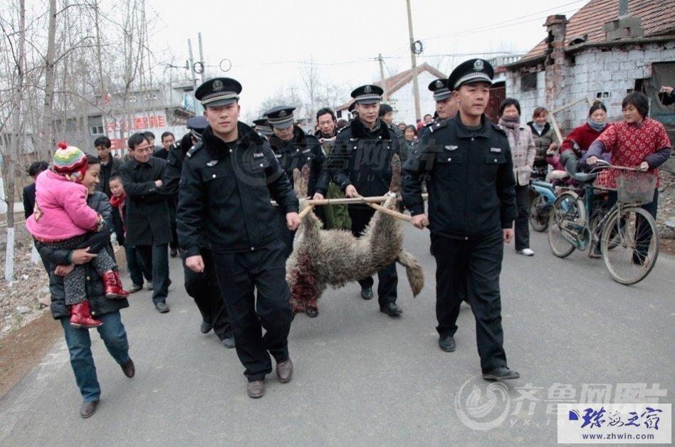 枣庄狼伤人事件