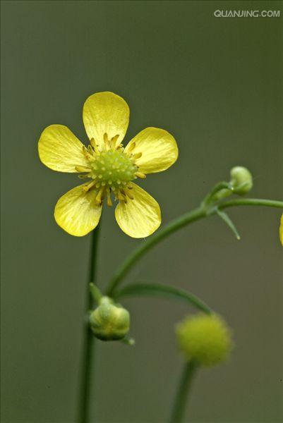 是毛茛科毛茛属植物.