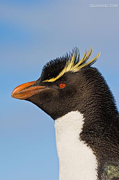 冠企鹅属内有6个种, 分别是黄眉企鹅(eudyptes pachyrhynchus),斯岛