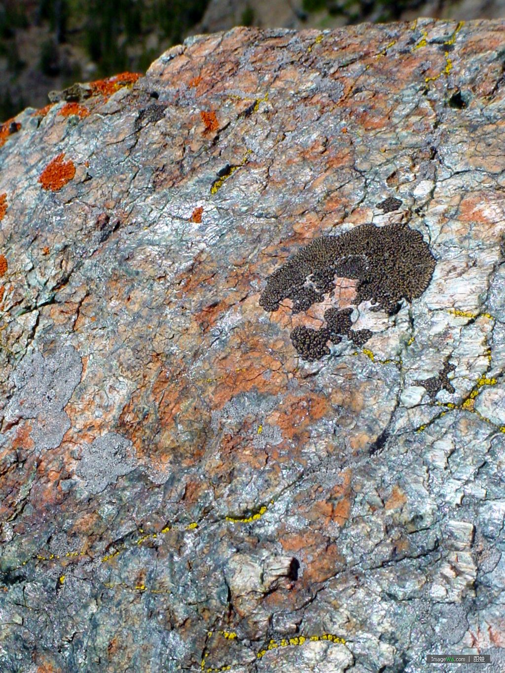  p>地衣是蓝细菌或藻类与真菌共生的复合体.